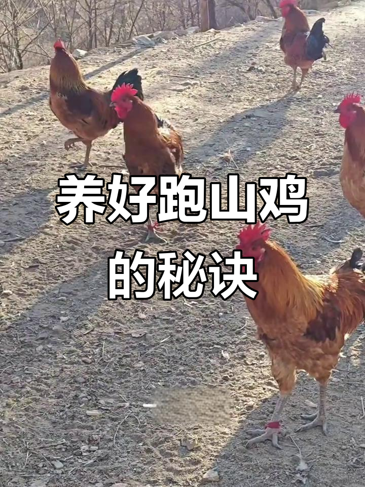 跑山鸡养殖三大要点:管理、防疫与疾病治疗