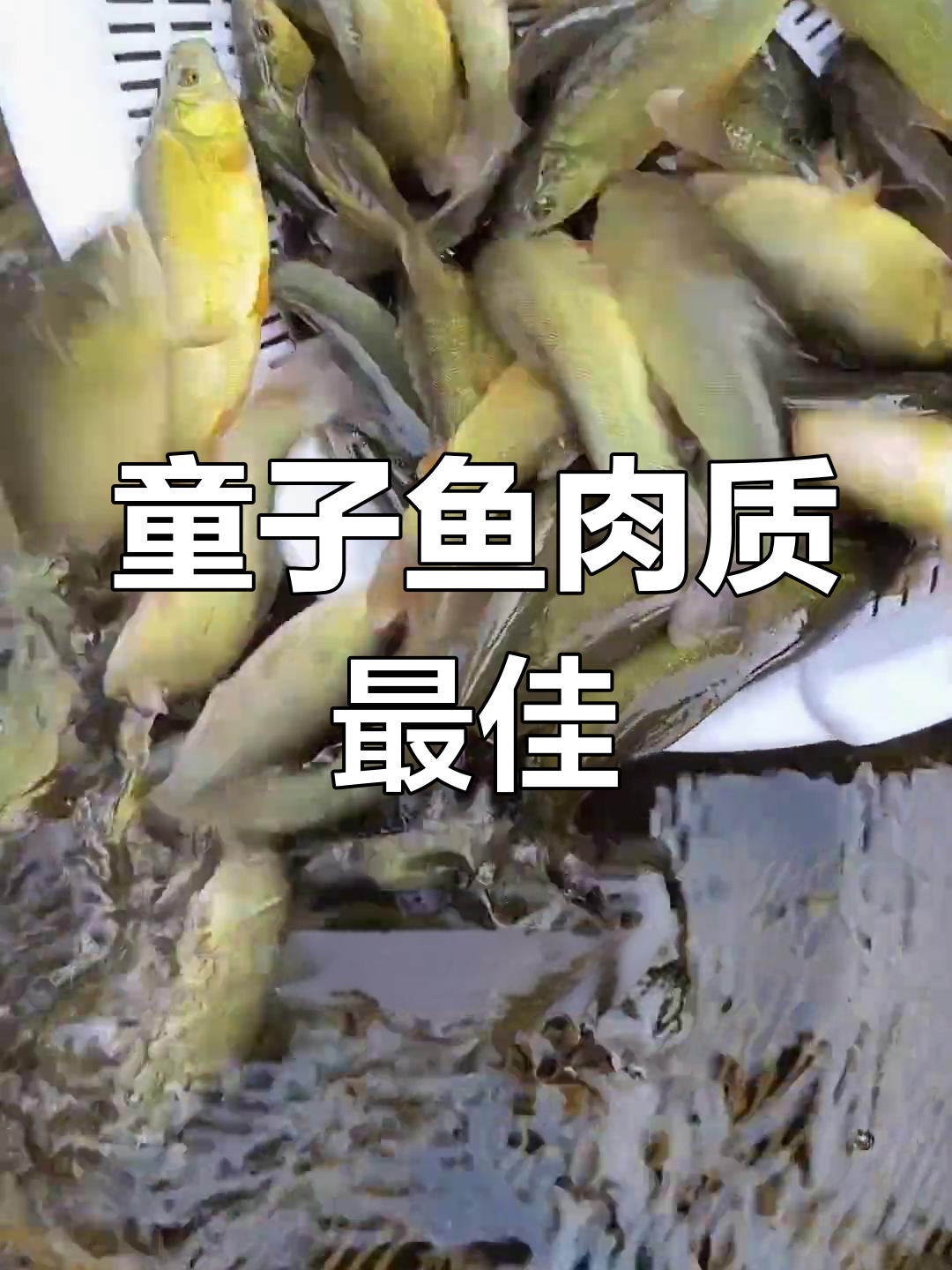 丁桂鱼:肉质鲜美,生长迅速