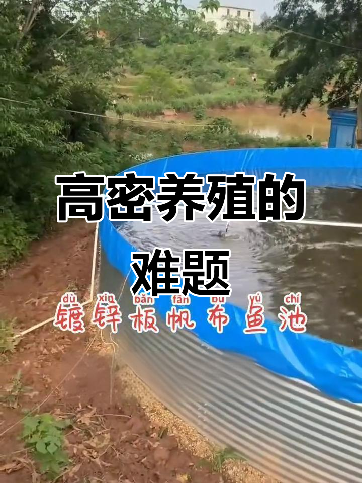 高密度养殖挑战:加州鲈鱼如何应对环境压力
