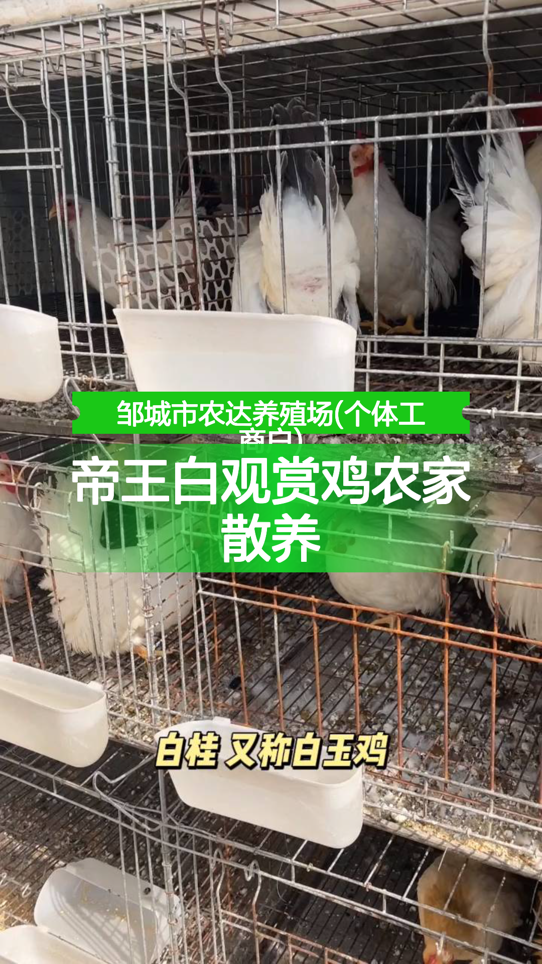 帝王白观赏鸡农家散养