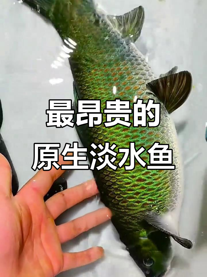 淡水鱼市场最名贵品种排名,南极螺、金沙炉里等上榜
