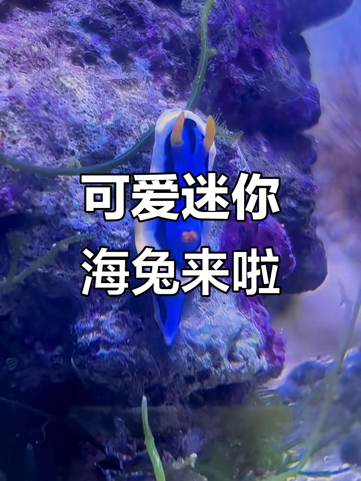 小海兔萌态百出,蓝色和灰色新成员加入小丑鱼家园