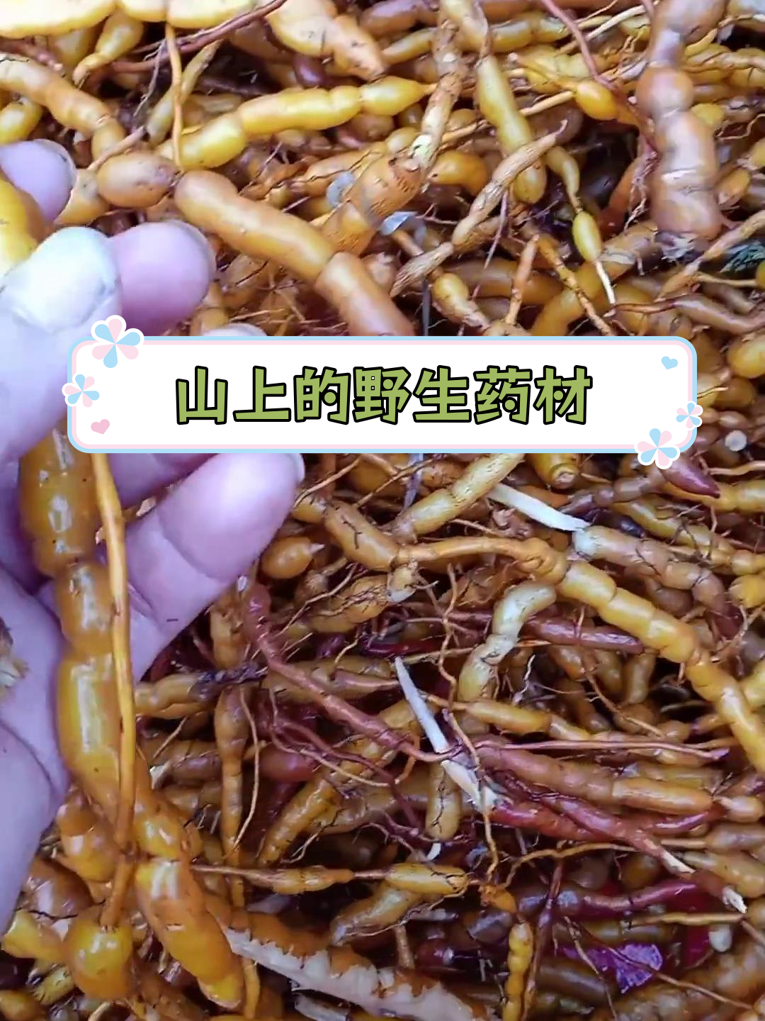 刚从山上挖的鸡筋参,泡酒的好材料