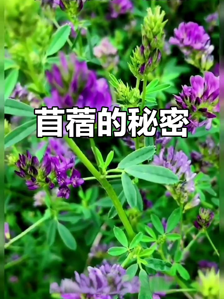 苜蓿:农村常见野菜,竟是宝物!