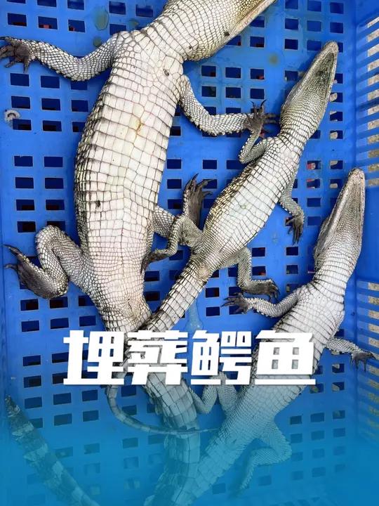 冬日巡视鳄鱼场,发现有些鳄鱼喜欢“睡懒觉”,只好埋了 鳄鱼养殖场日常,巡场检查发现几条嘎了