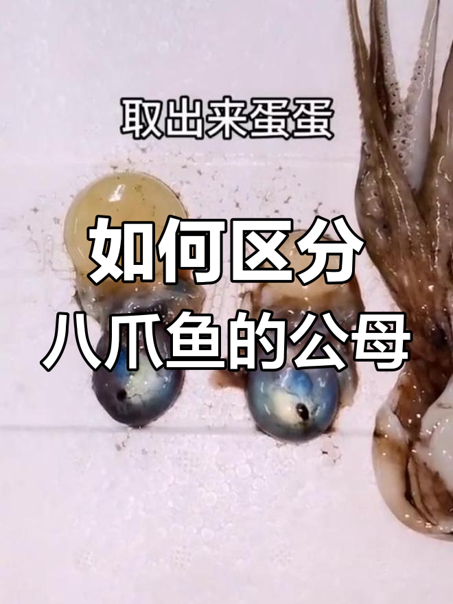 八爪鱼公母怎么分?从蛋蛋看性别差异