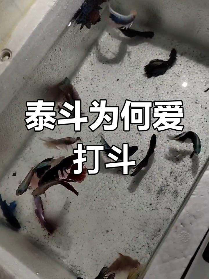 泰国斗鱼打架原因解析