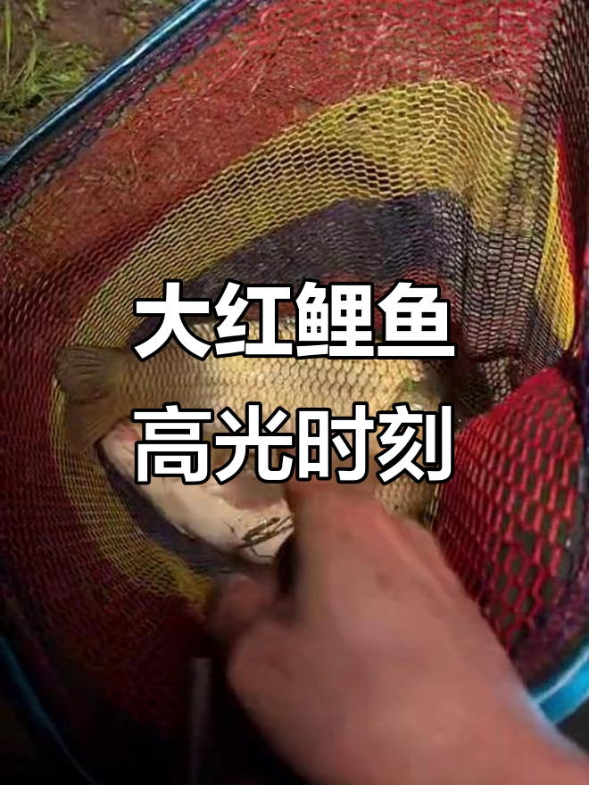 直播精彩瞬间,大红鲤鱼惊喜登场!