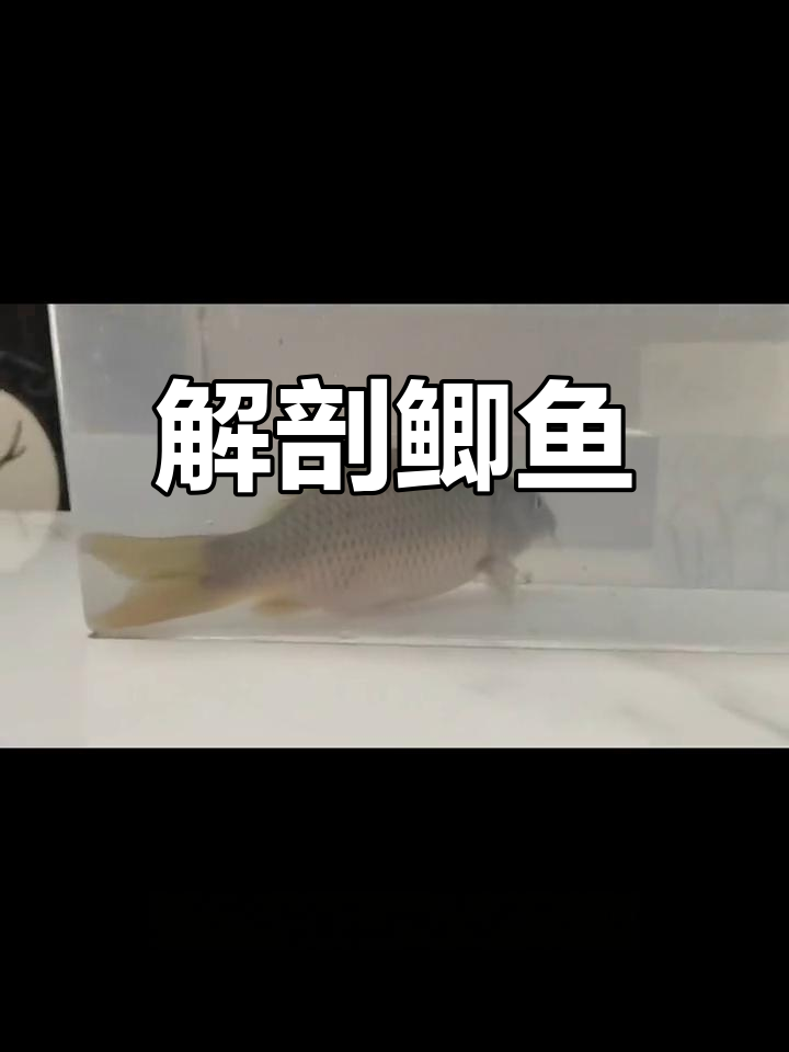 鲫鱼形态与结构观察