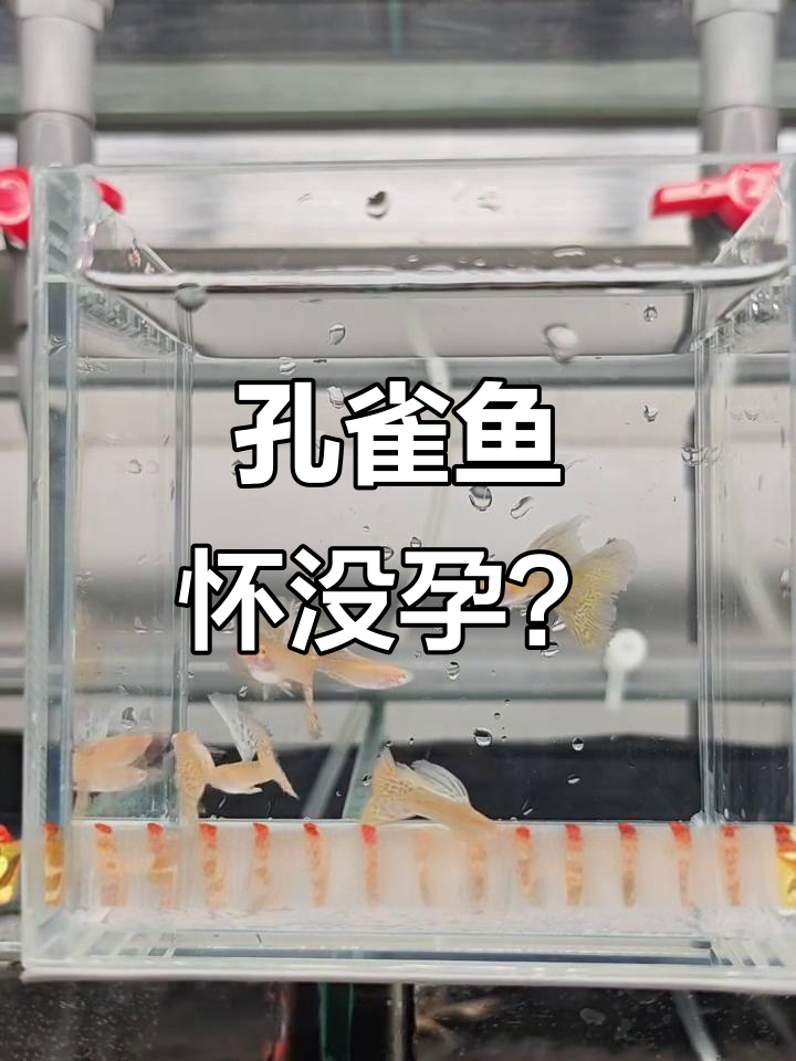 如何判断孔雀鱼是否怀孕及预产期