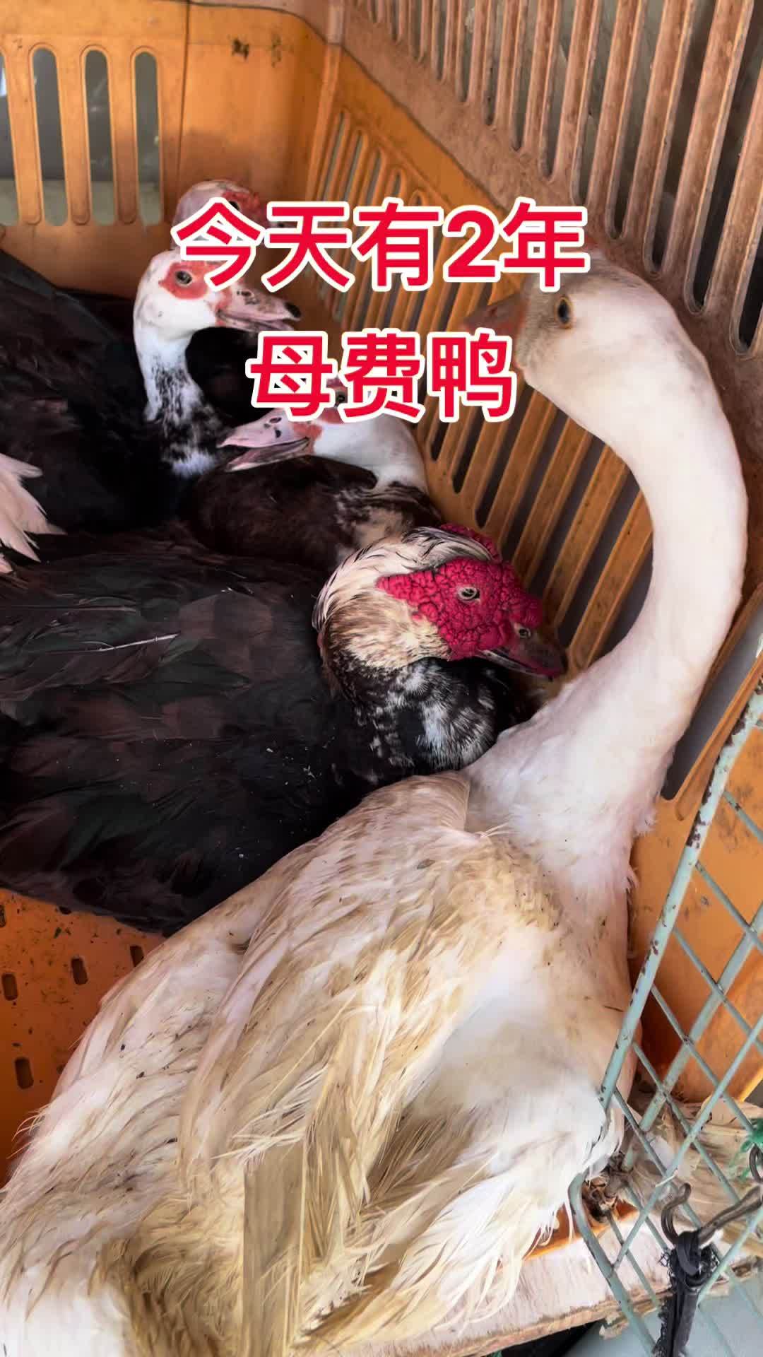 今天有2年老母番鸭需要私信 番鸭 藤子 老鸭