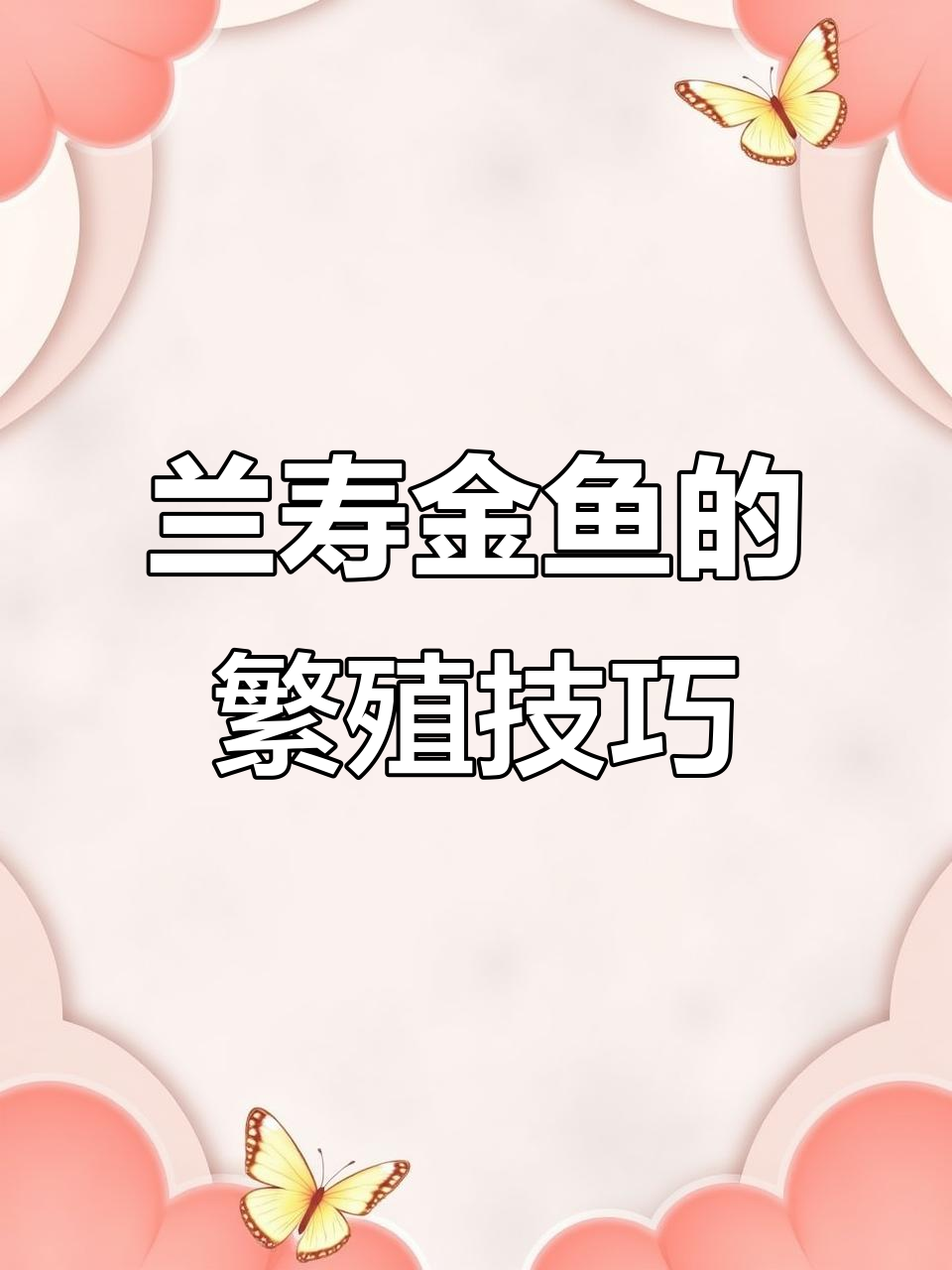 兰寿金鱼如何繁殖?三色花色的奶牛兰寿是如何形成的
