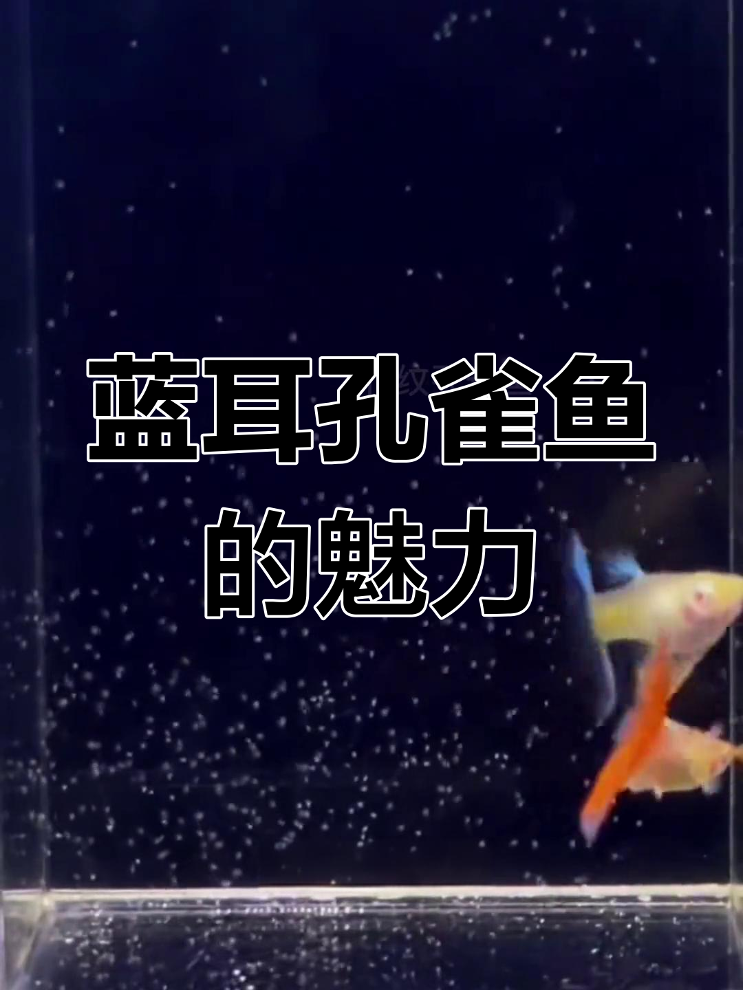 蓝色小耳朵孔雀鱼,火烧云般的美丽邂逅