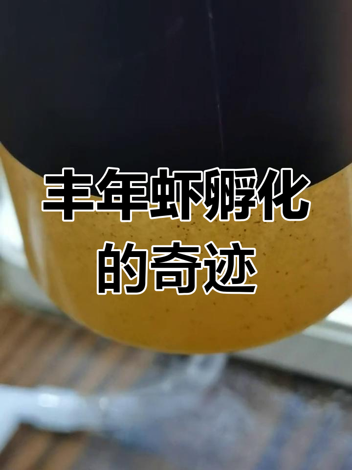 丰年虾孵化全过程,幼虫破壳瞬间超萌