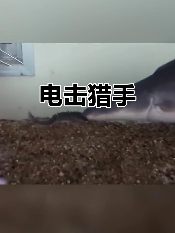 视力差却捕食力惊人,尼罗河魔鬼鱼成新宠!