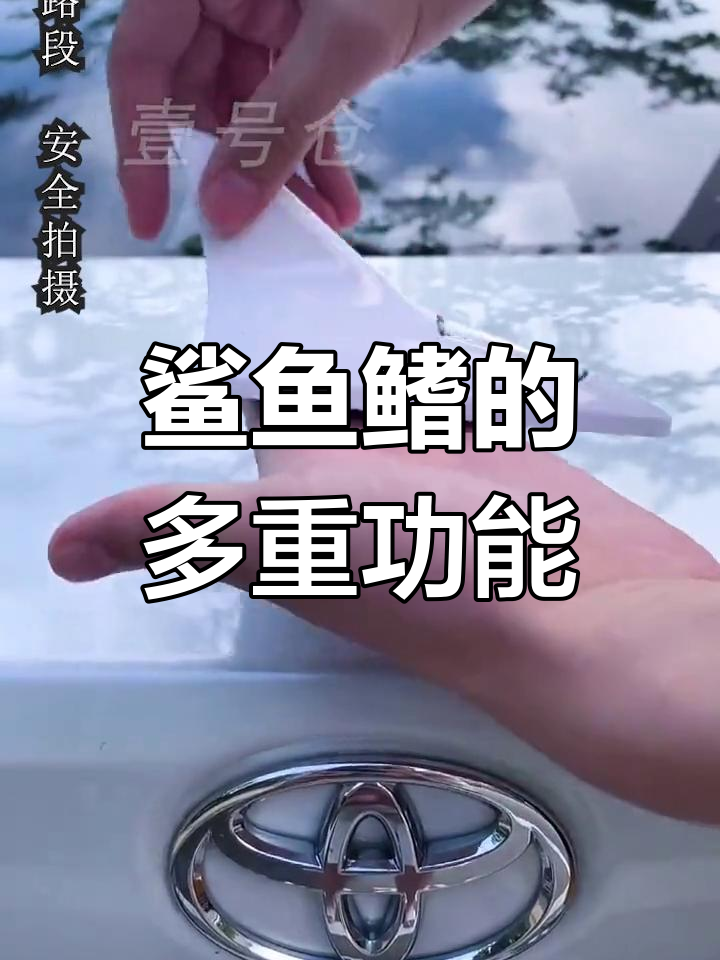 鲨鱼鳍的隐藏作用,原来这么强大!