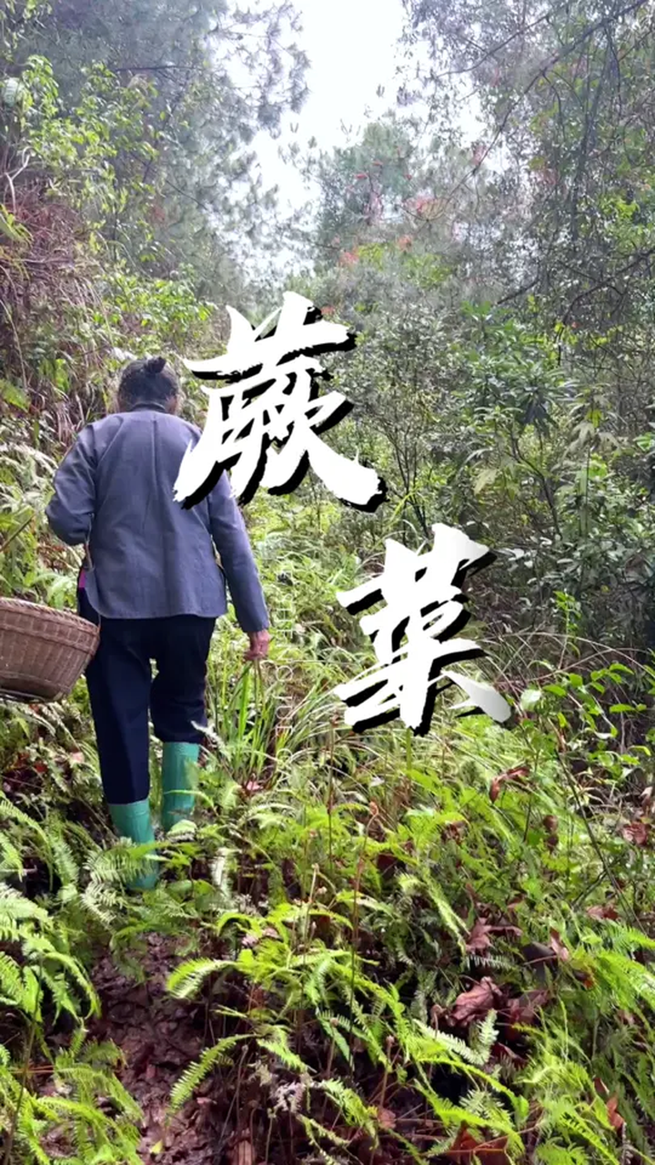 挖蕨菜,看美景,才算过春天