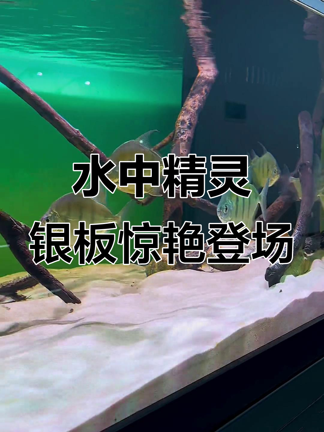 银板鱼入缸，竟然这么美！