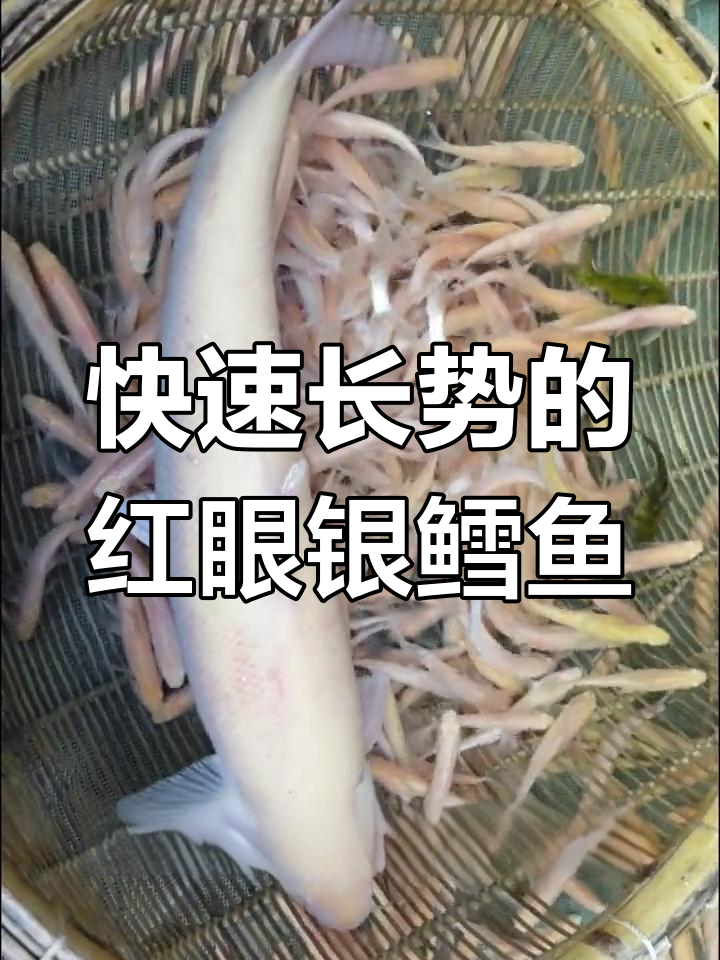 红眼银鳕鱼:草食性鱼类,适应性强,生长迅速