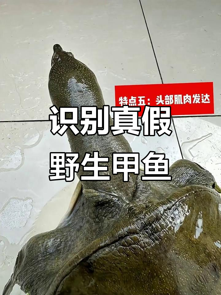 如何辨别野生甲鱼，避免买到假货