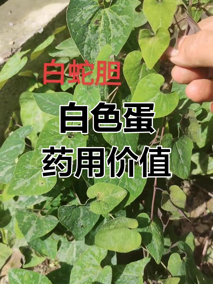 白色蛋藤本植物揭秘,叶片与根部功效大