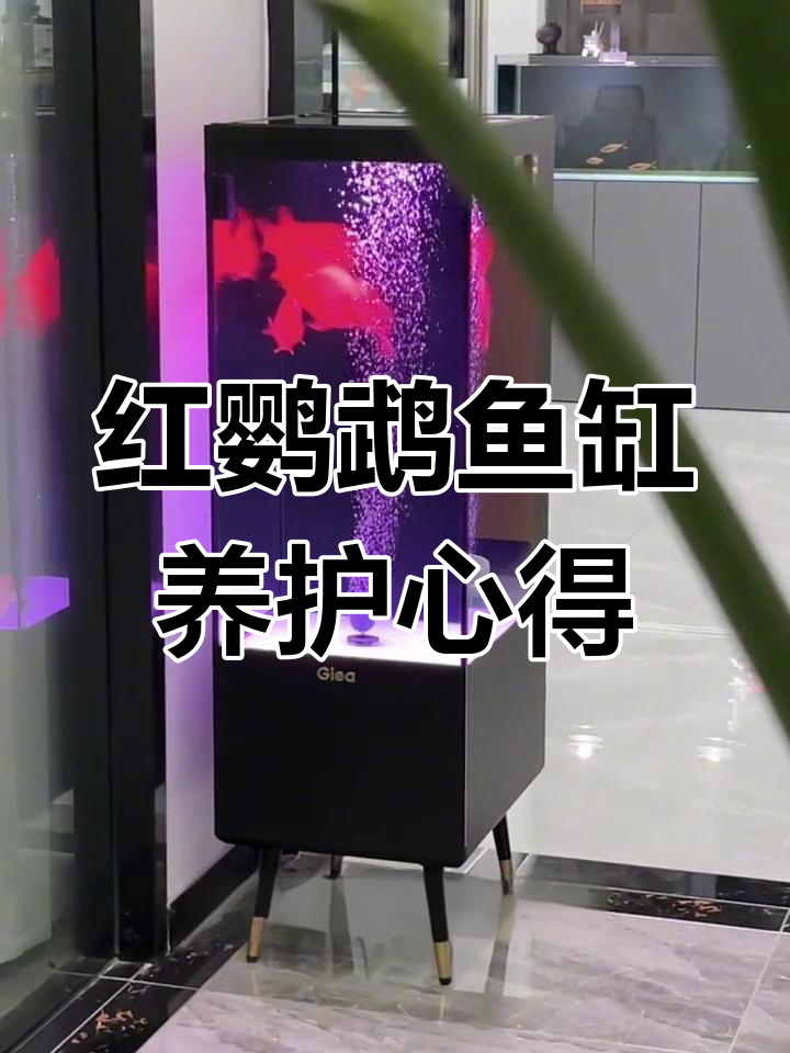 6月鱼缸过滤良好,红鹦鹉养得棒,小腿能支撑吗?