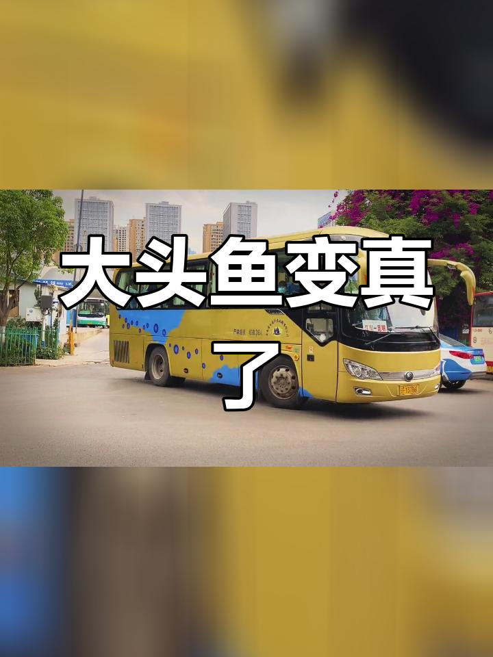 江川大头鱼成精,抚仙湖奇观