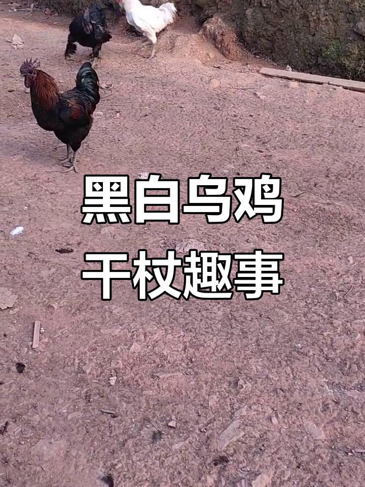 黑乌鸡与白乌鸡激烈对决，热水刀子奖励引爆笑点