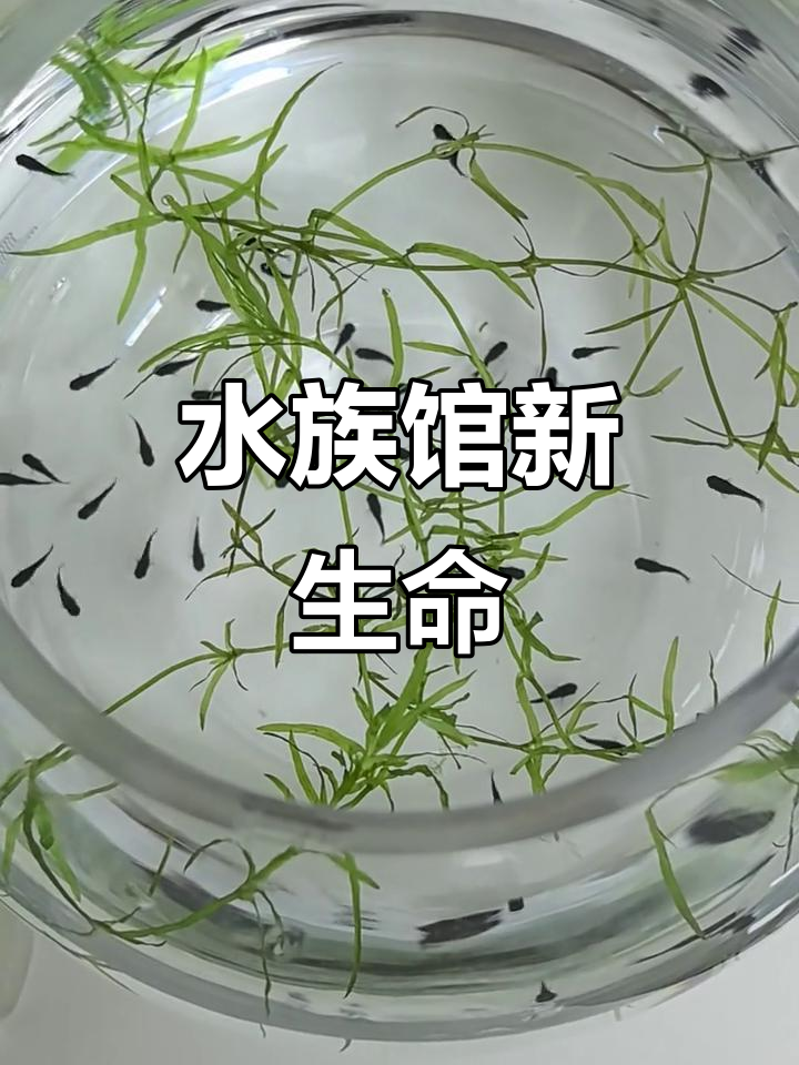 买了三条黑玛丽,结果两条生了小鱼,水族馆热闹起来!