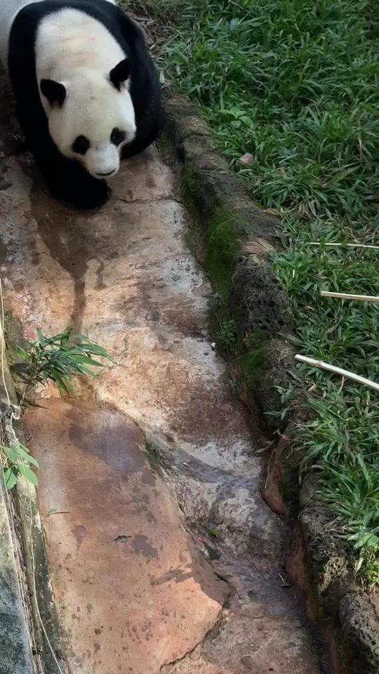走路像去催款一样的小企鹅舜舜#大熊猫大熊猫舜舜