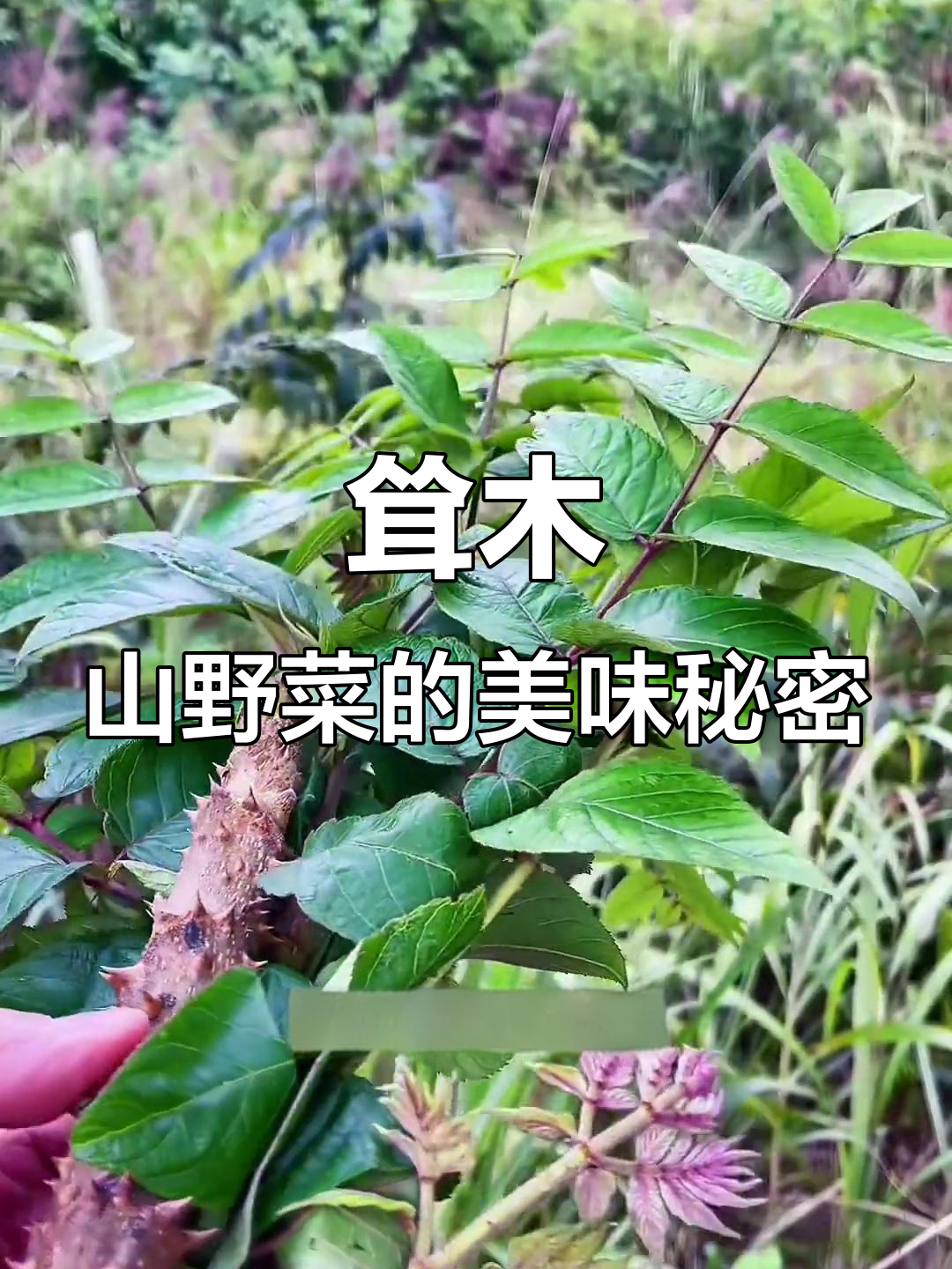 刺龙牙鸟不踏:山林中的“宝”植物,嫩茎叶可做美味蔬菜