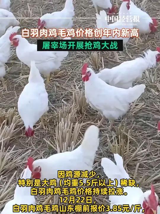白羽肉鸡毛鸡价格创年内新高,屠宰场开展抢鸡大战