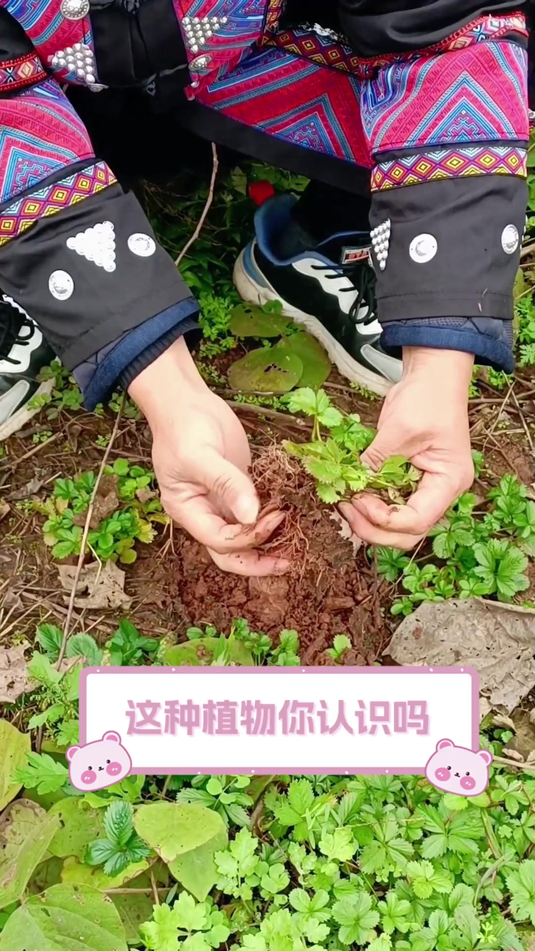 这种植物你认识吗