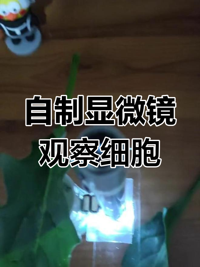 自制高倍显微镜,揭秘菠菜叶片下表皮细胞的奇妙世界