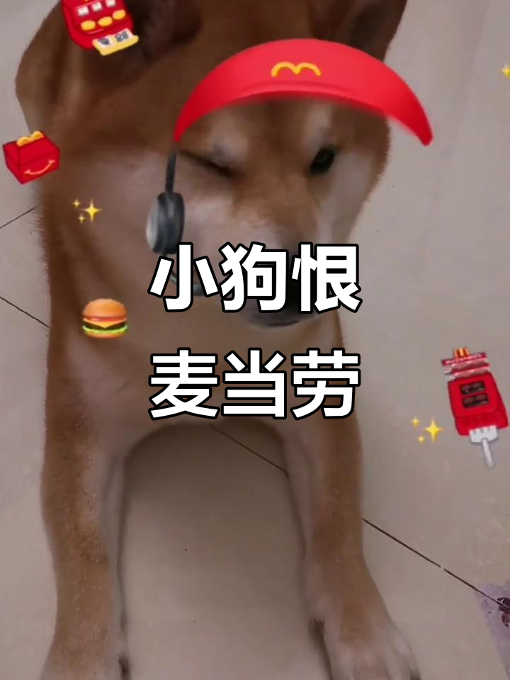 小狗的麦当劳帽子去哪了?它的小眼神太搞笑了