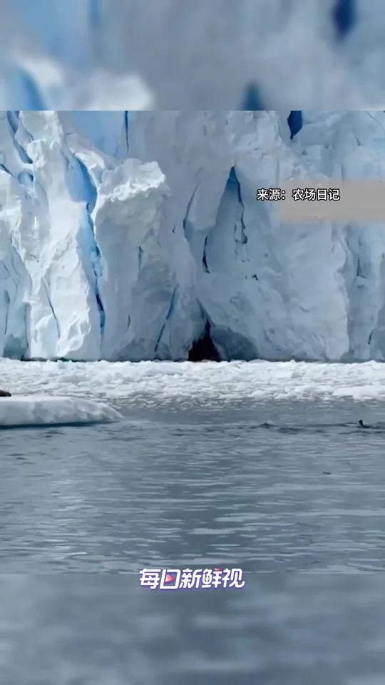 海豹:我刚才好像梦见了企鹅自助餐