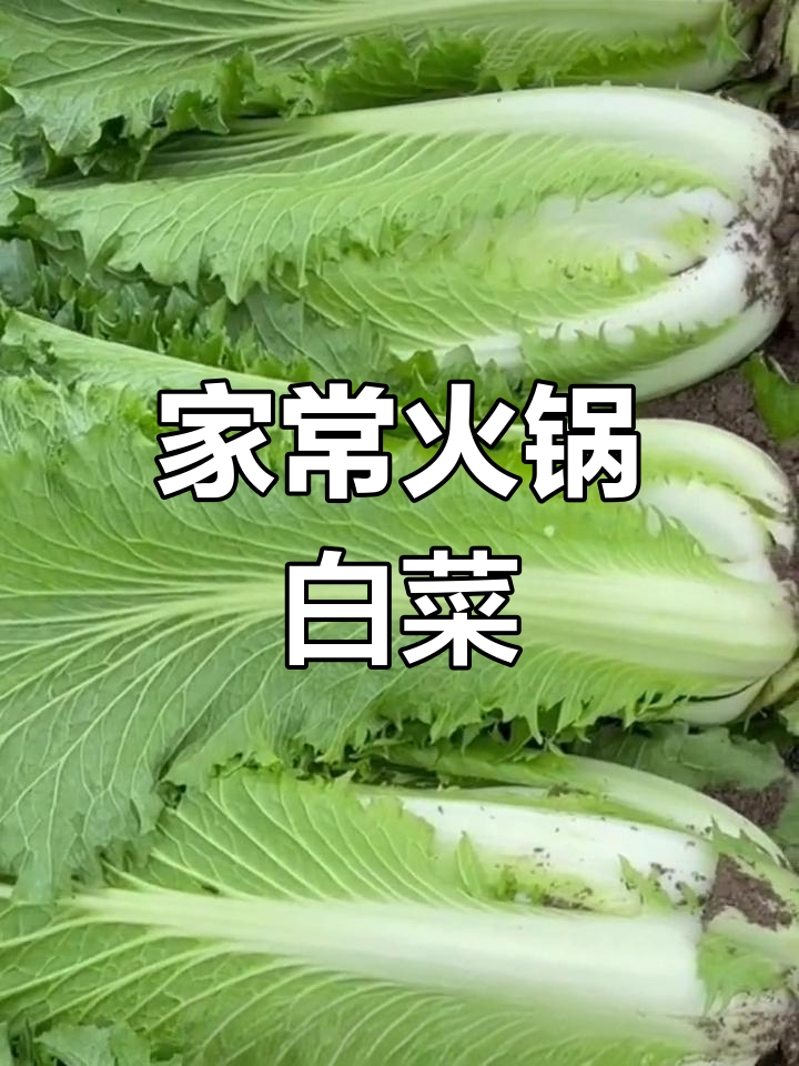 天津青麻叶白菜,火锅必备美味