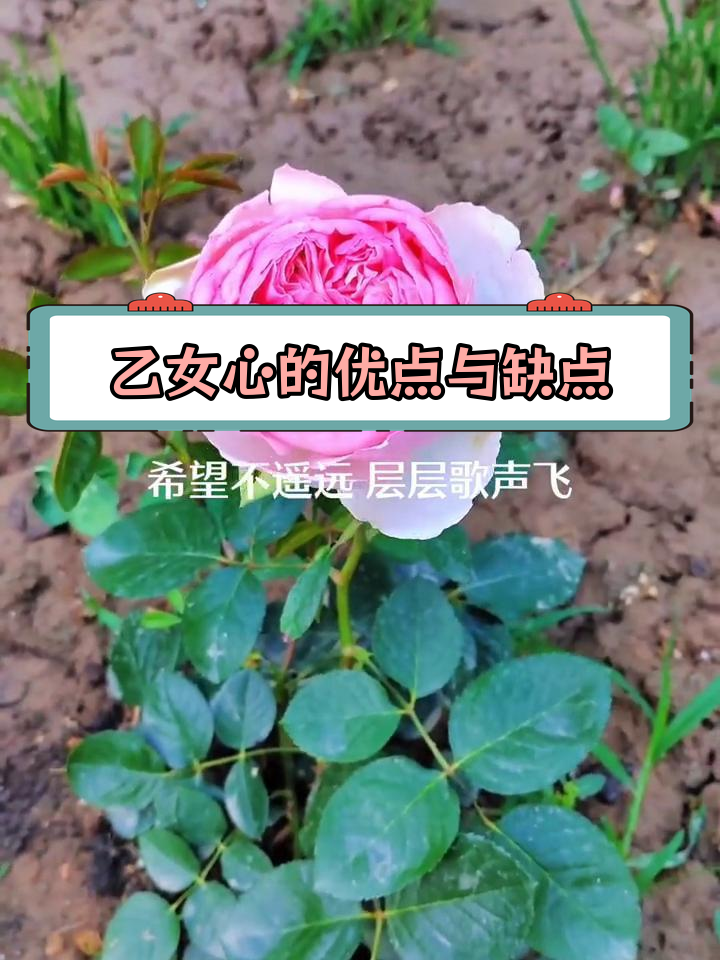 伊芙乙女心:美丽与香气并存,耐热抗阴的完美月季