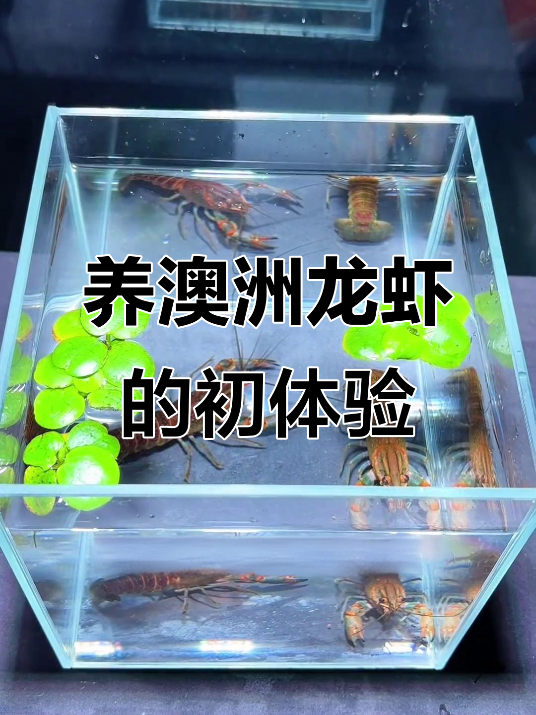 澳洲龙虾放鱼缸能活吗?初次尝试养澳龙体验