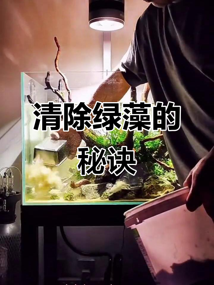 底沙绿藻清理大作战,如何让鱼缸焕然一新
