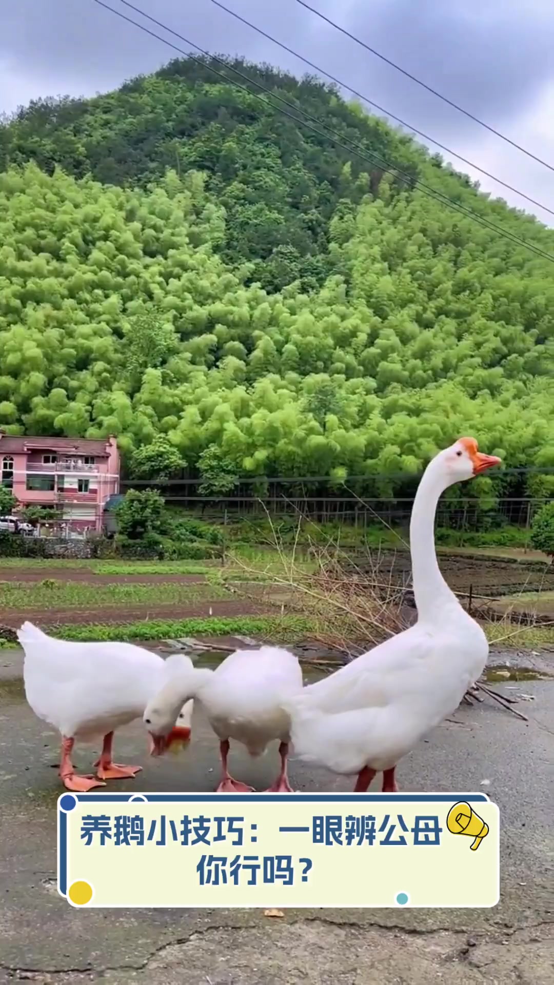 养鹅小技巧:一眼辨公母,你行吗?