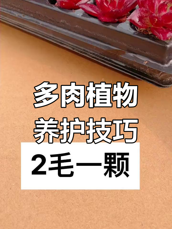五罗宾多肉植物养护,一米五颗轻松搞定