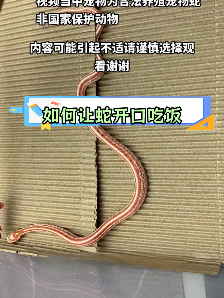 宠物蛇不吃东西?试试这个开食技巧