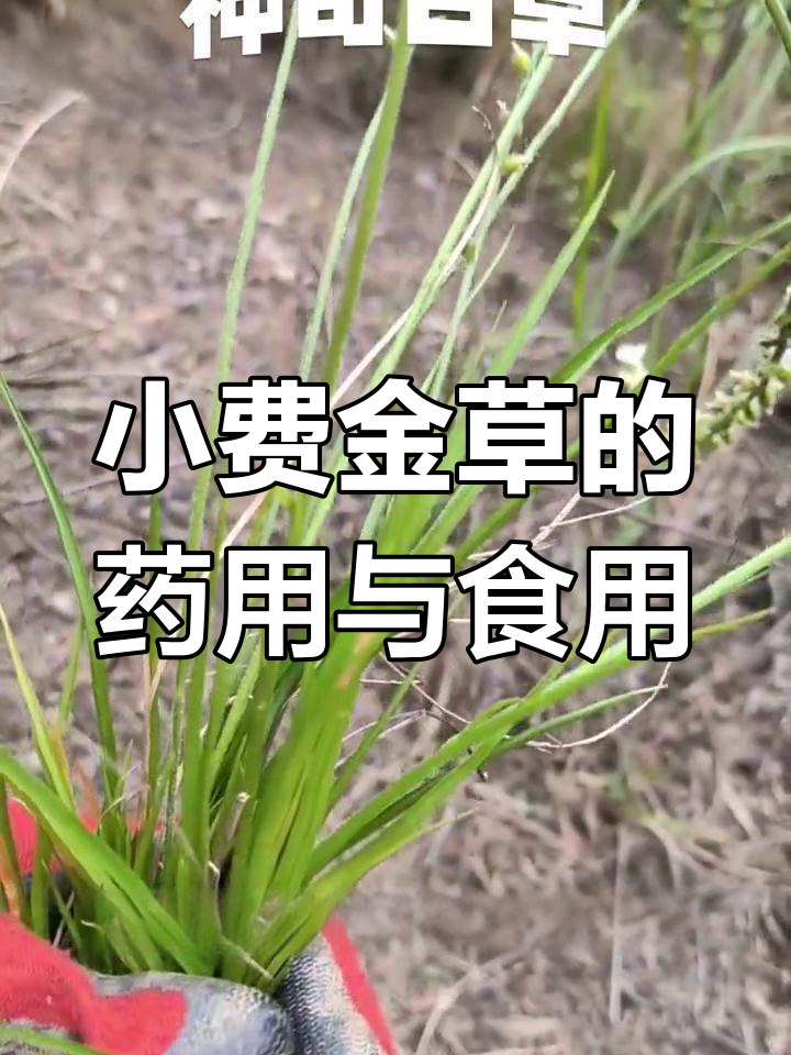 奇特小费金草:形似猫尾,竟是药食两用的草本植物