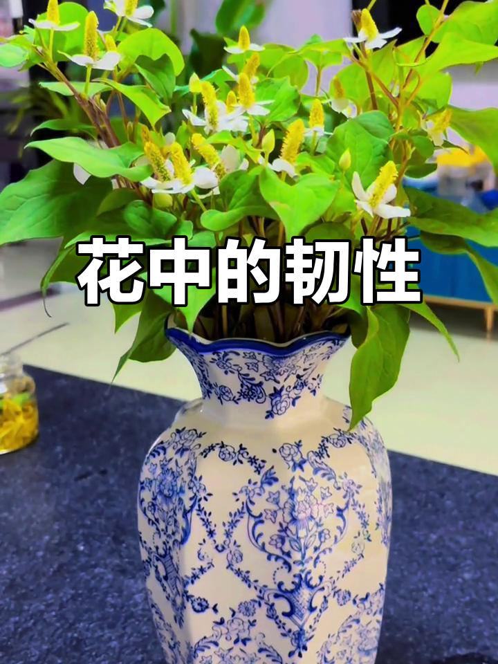鱼腥草花,低调却坚韧,展现生命的独特美丽