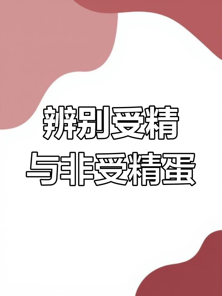 如何分辨受精鸡蛋与未受精蛋?手电筒实验揭秘