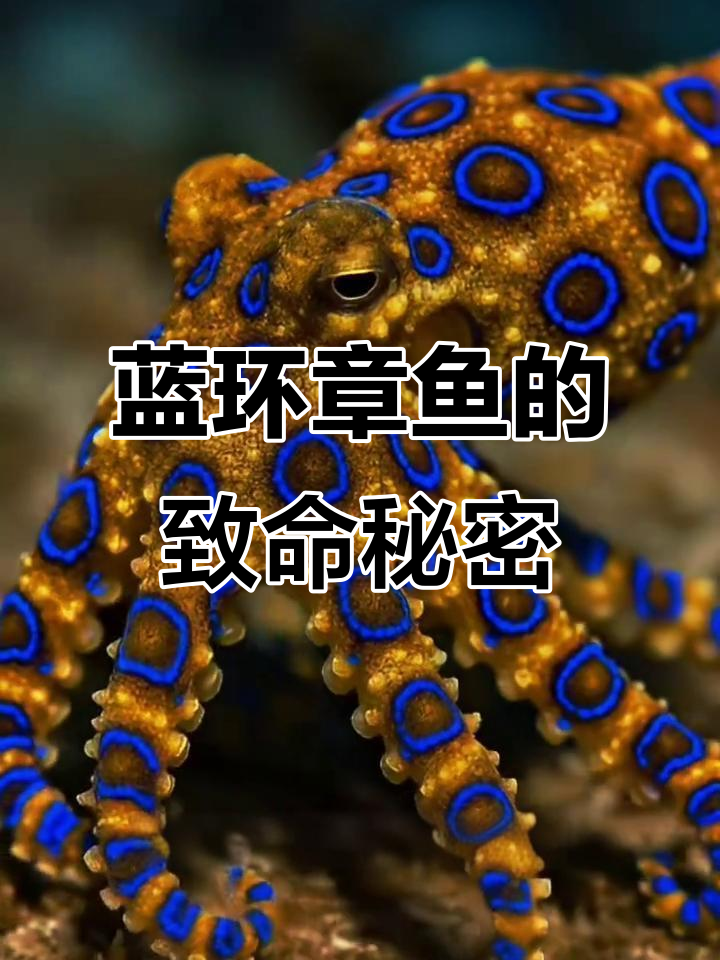蓝环章鱼:可爱却致命的海洋杀手,被咬瞬间致命