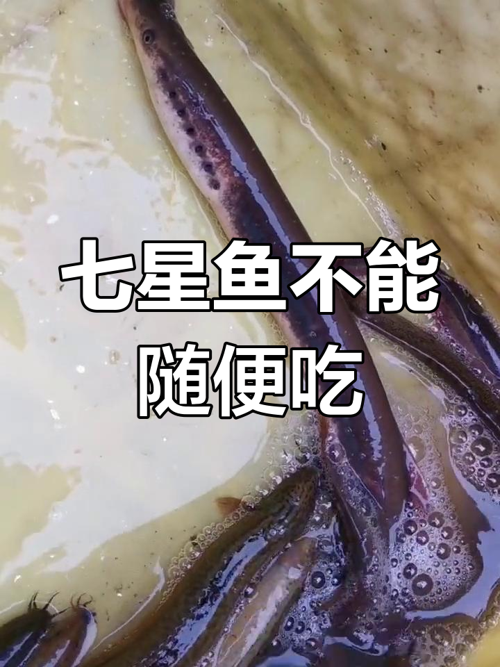 七星鱼有毒,小心食用