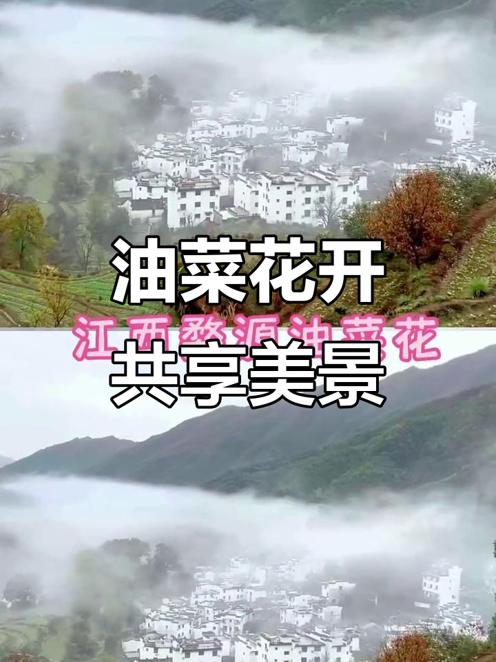 婺源油菜花盛开，周末与亲友共赏自然之美