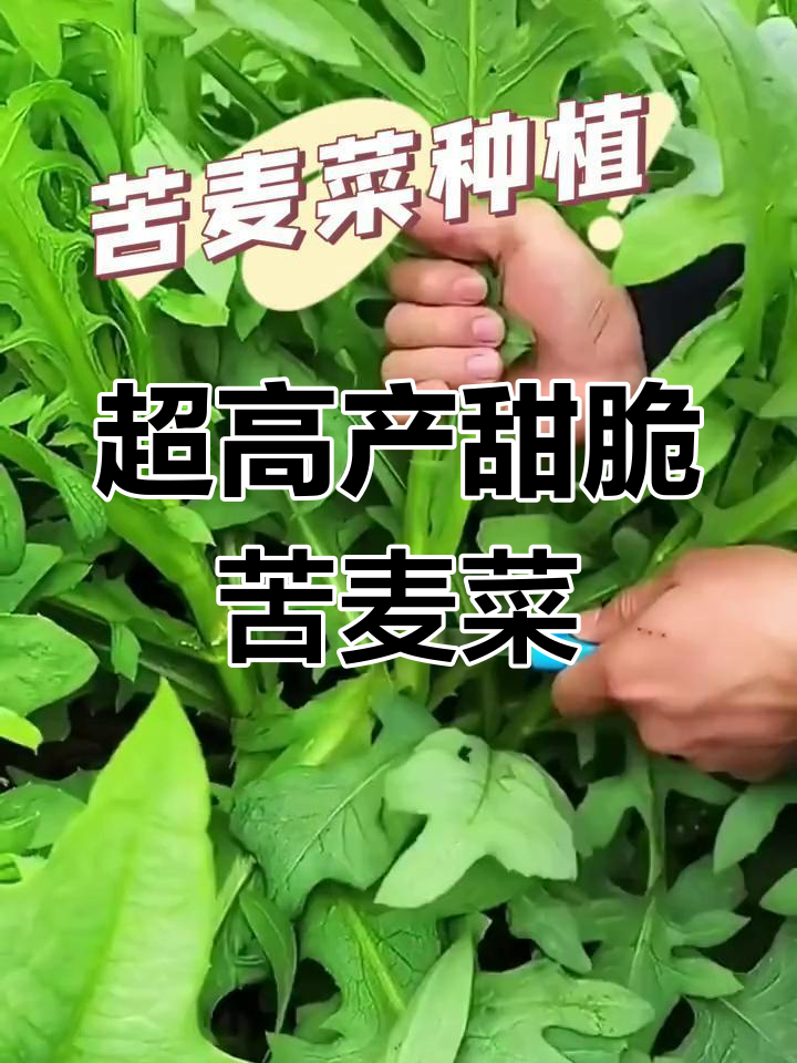 试试这种甜脆苦麦菜,阳台小院都能种,产量高又美味